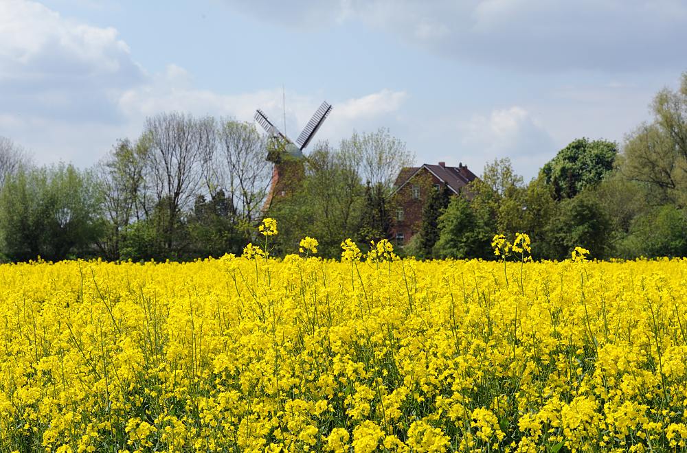 3160_3746 Rapsblüte in Hamburg Vierlande - Windmühle in Hamburg Reitbrook. | Fruehlingsfotos aus der Hansestadt Hamburg; Vol. 2